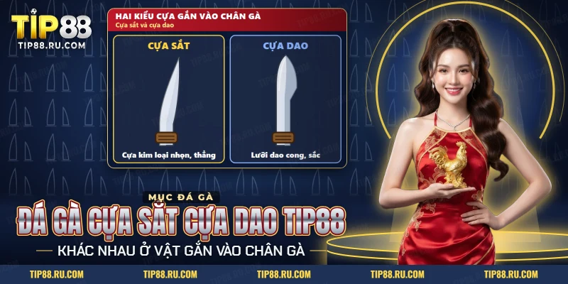 Đá gà cựa sắt cựa dao TIP88 với hai kiểu cựa, cựa sắt nhọn thẳng và cựa dao lưỡi cong